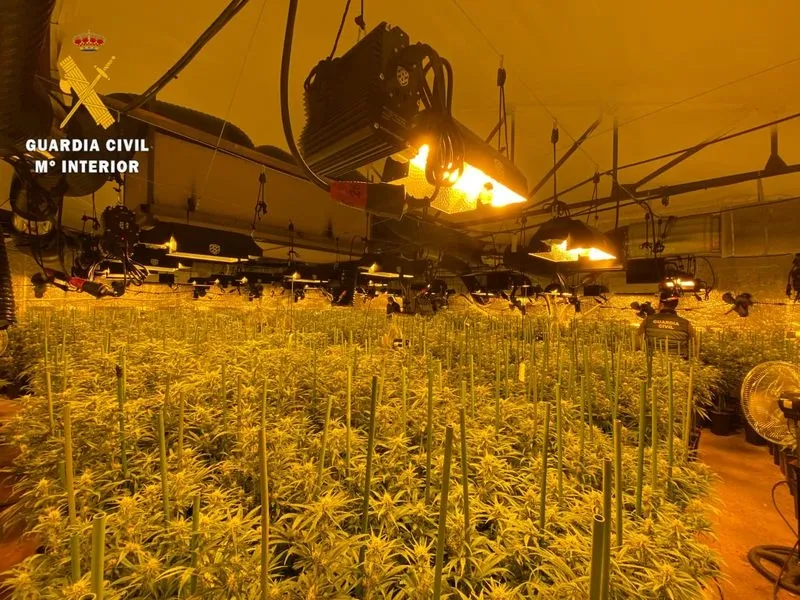 Plantaciones de marihuana en Garcihernández y Carbajosa de la Sagrada