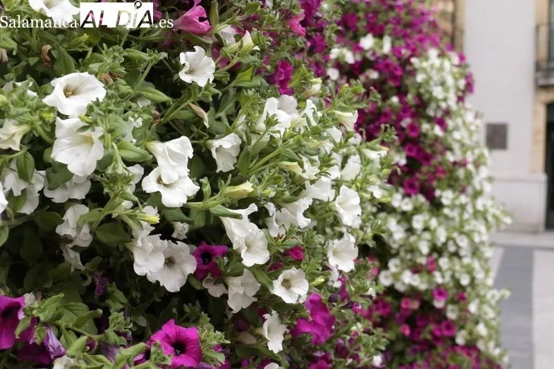 La concejala de Medio Ambiente, Parques y Jardines, Miryam Rodríguez, destaca que la decoración ornamental se extiende hasta los barrios. Foto de David Sañudo
