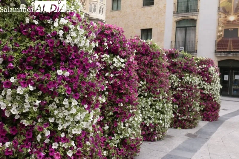 La concejala de Medio Ambiente, Parques y Jardines, Miryam Rodríguez, destaca que la decoración ornamental se extiende hasta los barrios. Foto de David Sañudo