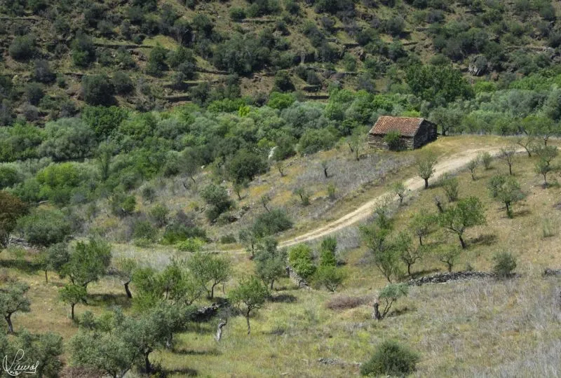 Camino del Hierro - Manuel Lamas