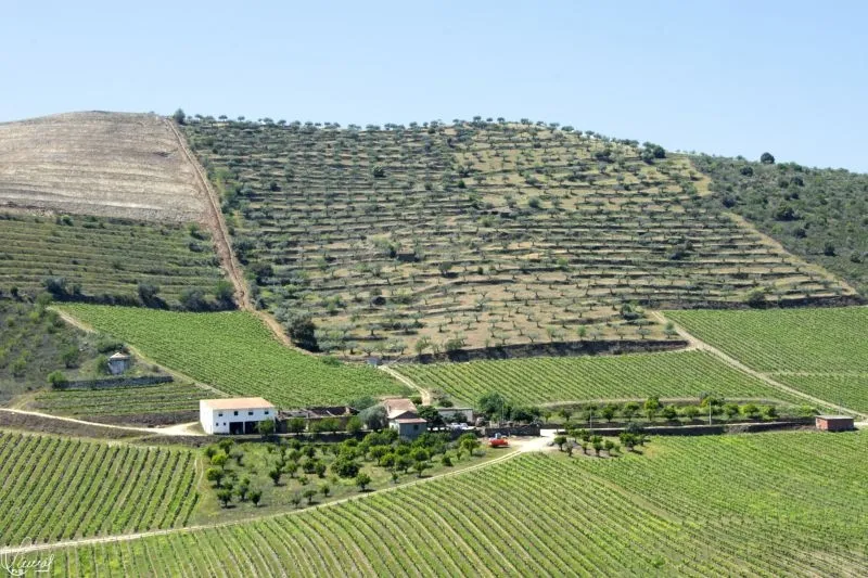 Camino del Hierro - Manuel Lamas