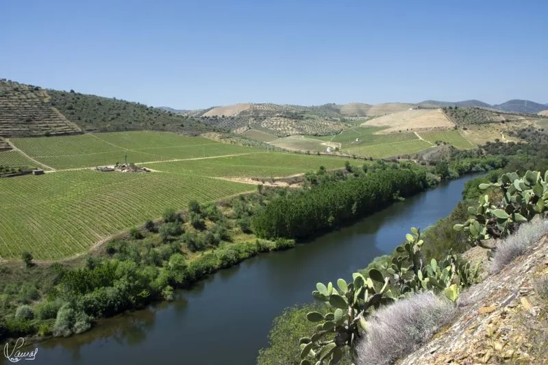 Camino del Hierro - Manuel Lamas
