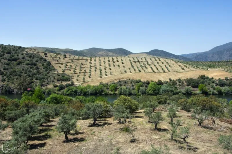 Camino del Hierro - Manuel Lamas