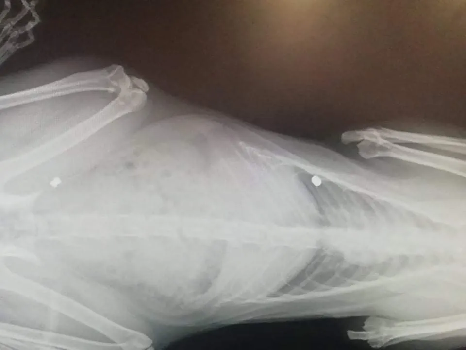 Imagenes de los daños generados por los disparos de balines al gato