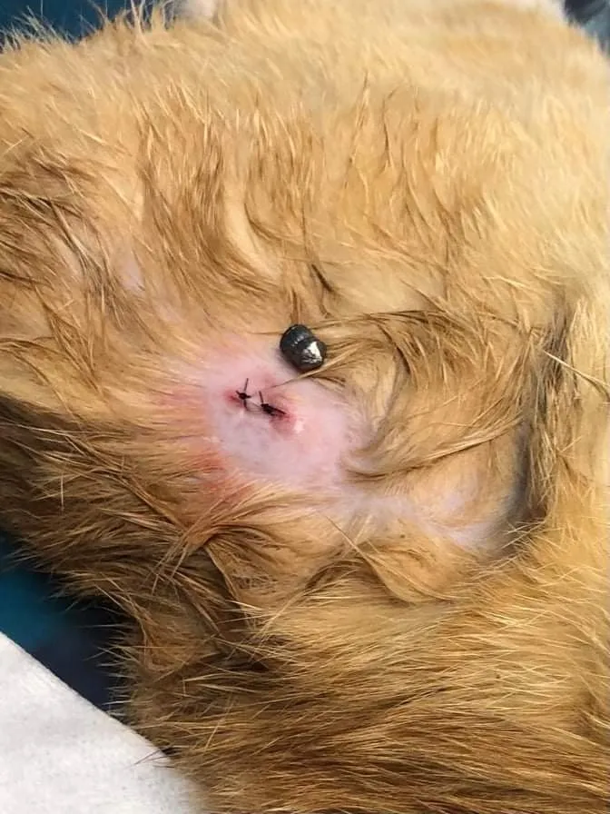 Imagenes de los daños generados por los disparos de balines al gato