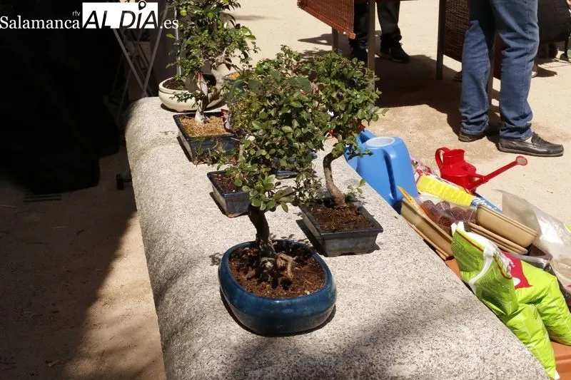 La Plaza de la Libertad acoge este jueves y el viernes la primera edición del ‘Mercado de Flores’