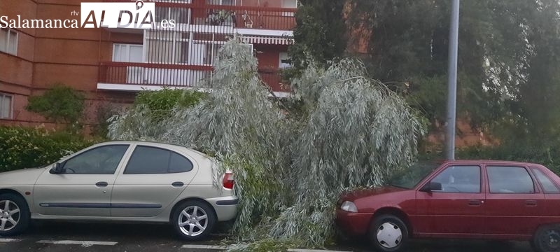 Efectos de la caída de una gran rama de un árbol sobre dos vehículos en la avenida Juan de Austria, en el barrio del Tormes, junto al de San José