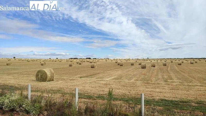 Cosecha de forraje en los campos de Golpejas