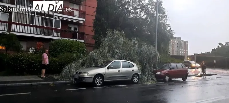 Efectos de la caída de una gran rama de un árbol sobre dos vehículos en la avenida Juan de Austria, en el barrio del Tormes, junto al de San José