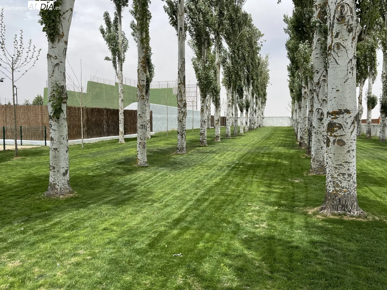 Foto 2 - M&aacute;s de 4.500 metros de c&eacute;sped renovado y una inversi&oacute;n global de 40.000 euros: As&iacute; se han preparado las piscinas municipales ante su inminente apertura