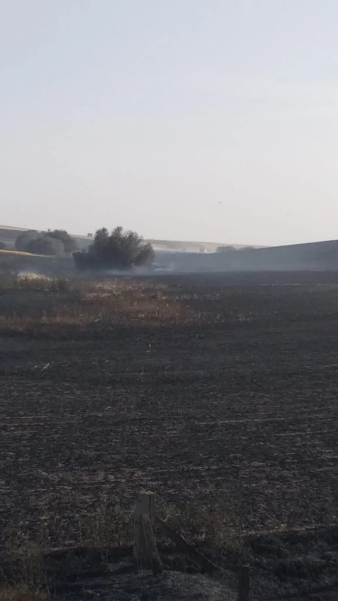 Foto 5 - Un potente incendio arrasa una gran superficie de cultivo a las puertas de Pedrosillo de Alba