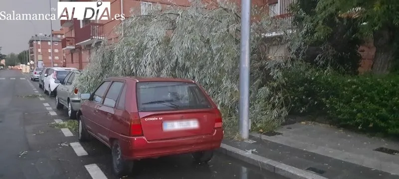 Efectos de la caída de una gran rama de un árbol sobre dos vehículos en la avenida Juan de Austria, en el barrio del Tormes, junto al de San José