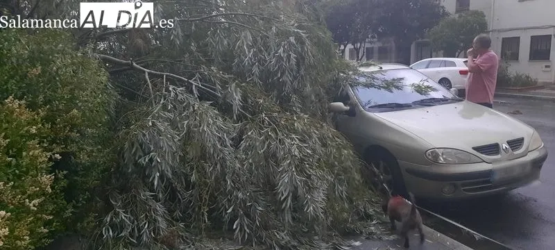 Efectos de la caída de una gran rama de un árbol sobre dos vehículos en la avenida Juan de Austria, en el barrio del Tormes, junto al de San José