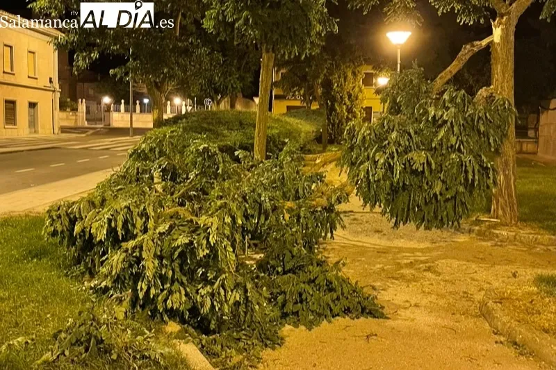 El fuerte viento arrancaba ramas en varias zonas verdes de la ciudad