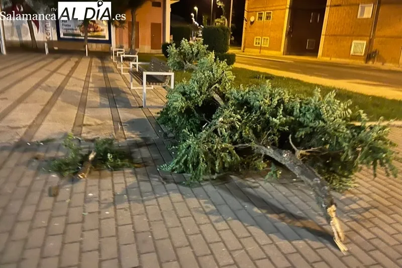 El fuerte viento arrancaba ramas en varias zonas verdes de la ciudad
