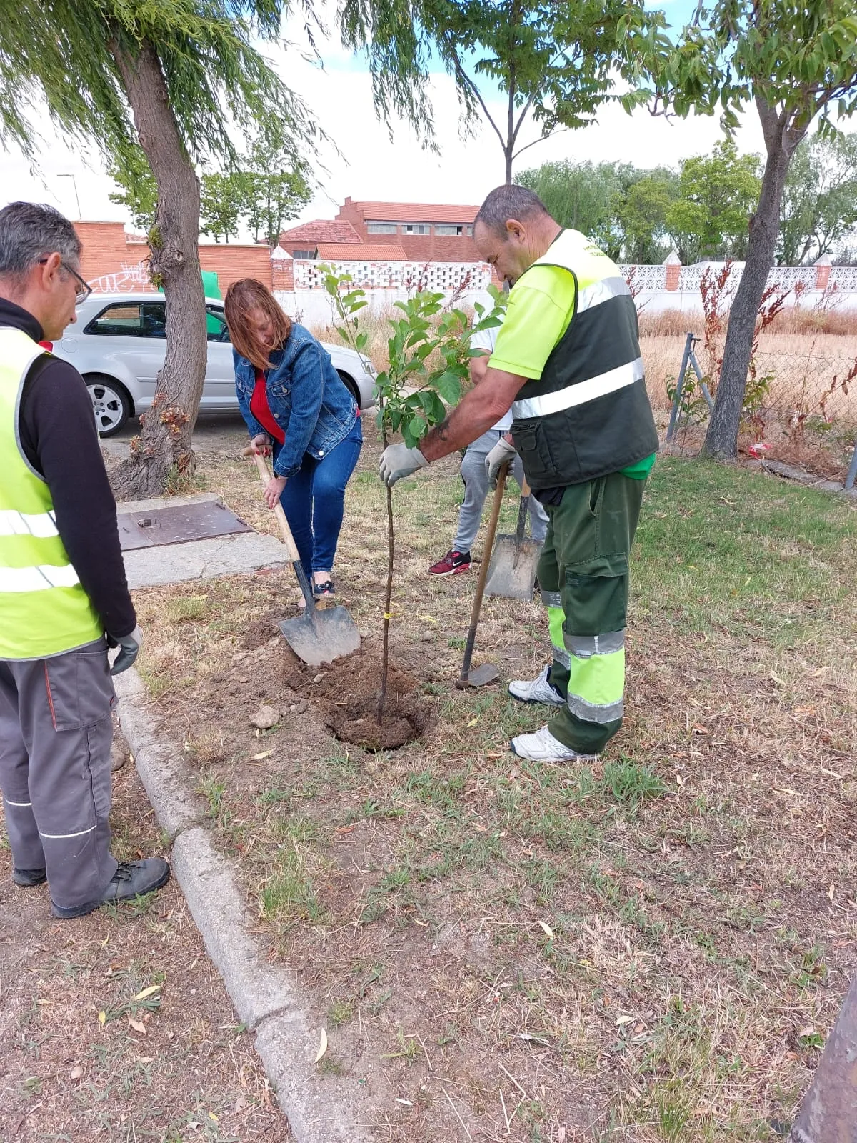 El proyecto Arbolar consigue plantar mas de 30 nuevos arboles en Peñaranda