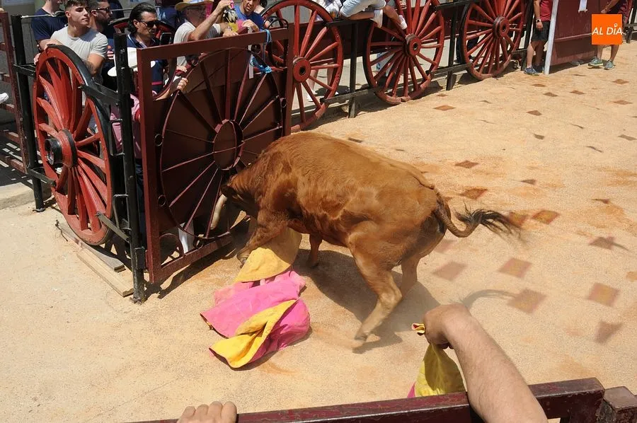 Momento de una de las capeas del sábado en Martín de Yeltes : Fotos: Adrián M. Pastor