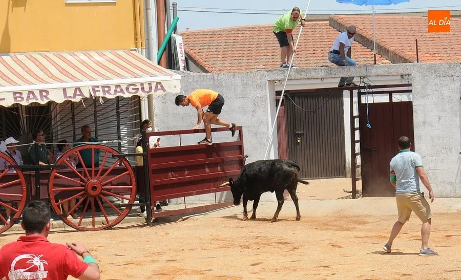 Momento de una de las capeas del sábado en Martín de Yeltes : Fotos: Adrián M. Pastor