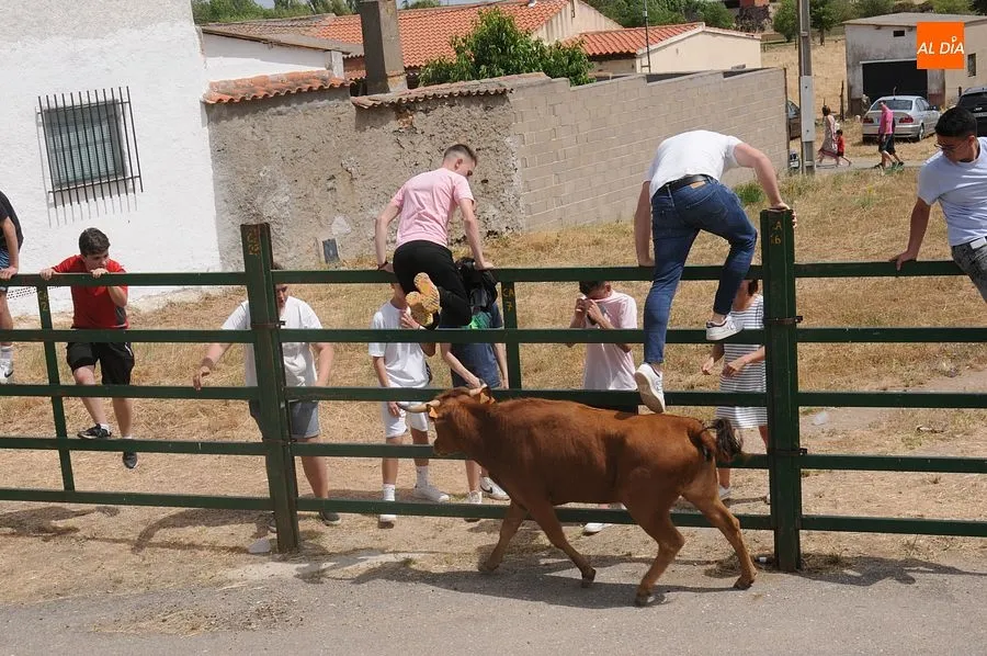 El público disfruto con el toro de cajón y las vaquillas/ Rep.Gráfico: Sergio Martín