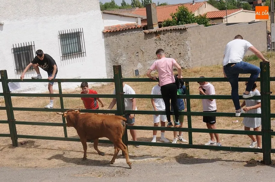 El público disfruto con el toro de cajón y las vaquillas/ Rep.Gráfico: Sergio Martín