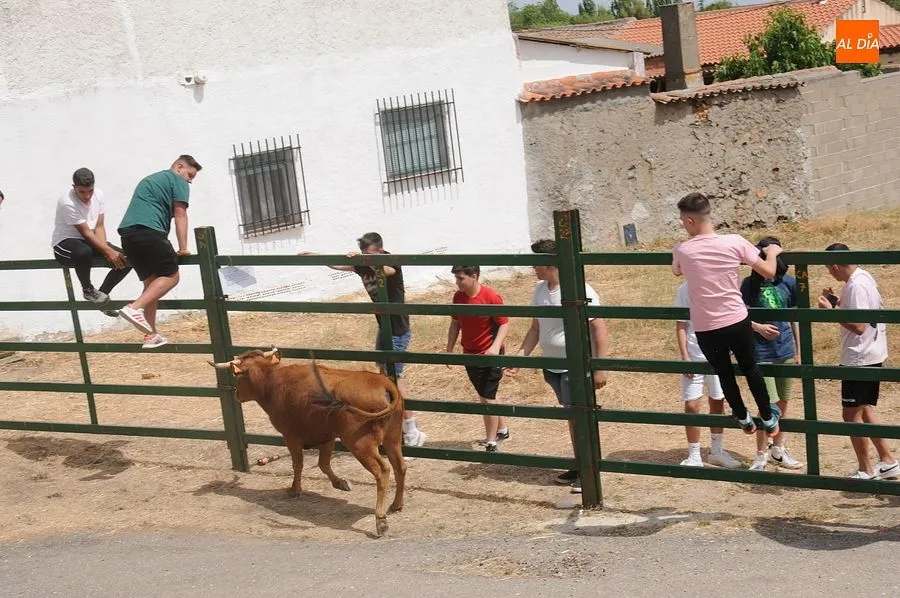 El público disfruto con el toro de cajón y las vaquillas/ Rep.Gráfico: Sergio Martín