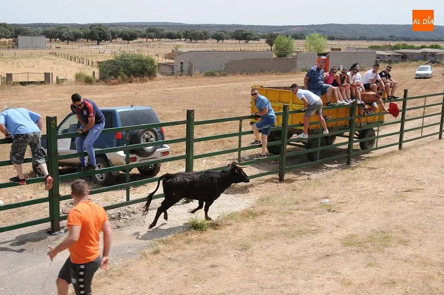El público disfruto con el toro de cajón y las vaquillas/ Rep.Gráfico: Sergio Martín