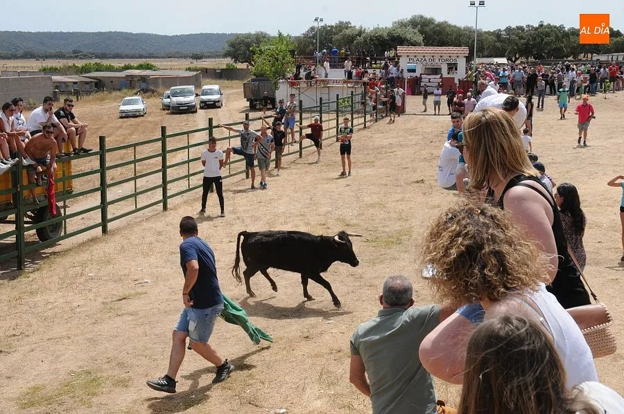El público disfruto con el toro de cajón y las vaquillas/ Rep.Gráfico: Sergio Martín