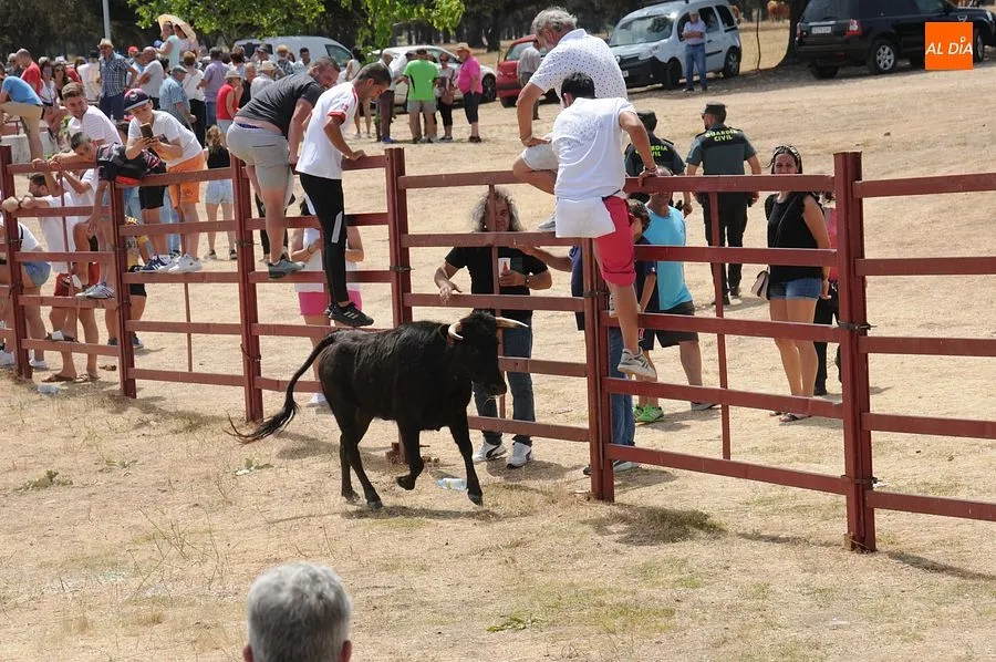 El público disfruto con el toro de cajón y las vaquillas/ Rep.Gráfico: Sergio Martín