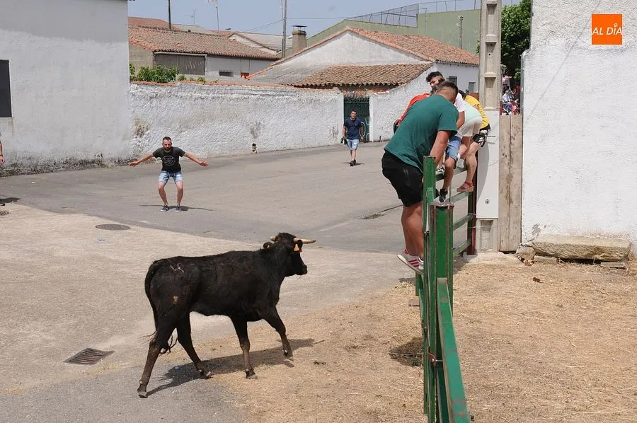 El público disfruto con el toro de cajón y las vaquillas/ Rep.Gráfico: Sergio Martín