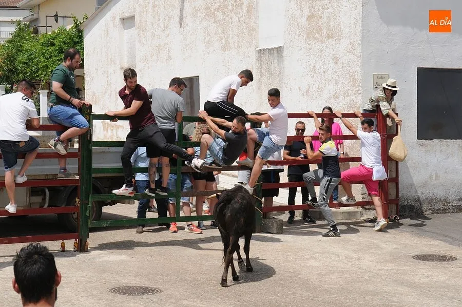El público disfruto con el toro de cajón y las vaquillas/ Rep.Gráfico: Sergio Martín