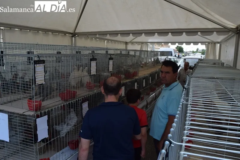 Foto 7 - Exitoso y caluroso regreso de la Feria de San Antonio
