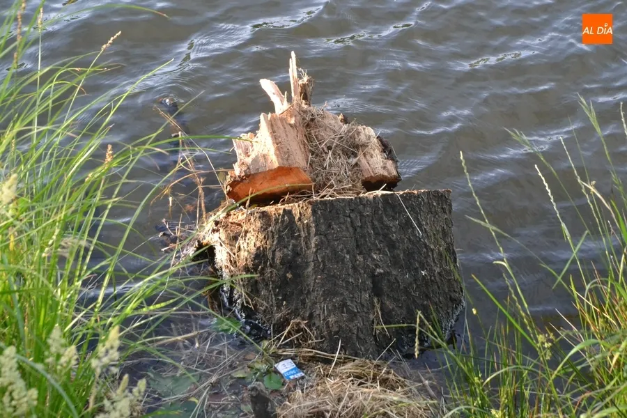Foto 4 - Talado el emblem&aacute;tico &aacute;rbol de la cuerda de La Pesquera