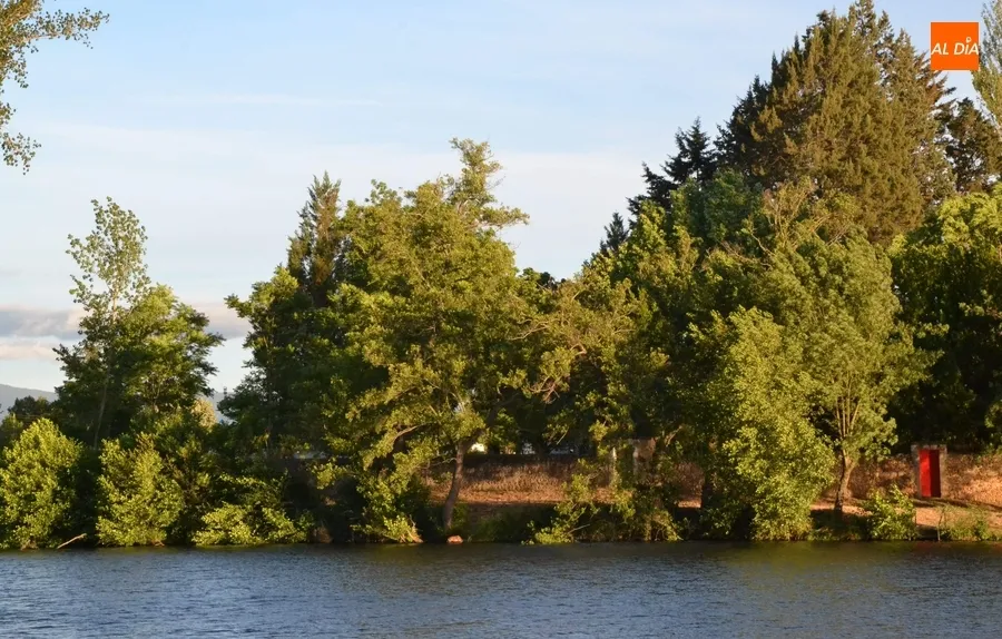 Foto 2 - Talado el emblem&aacute;tico &aacute;rbol de la cuerda de La Pesquera