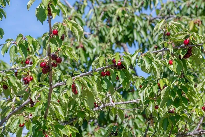 Fiesta de la Cereza en Sotoserrano