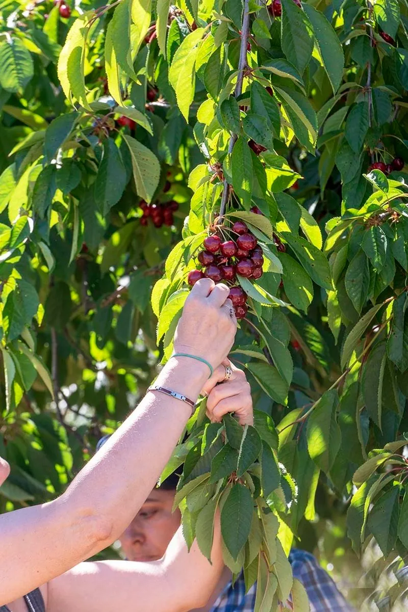 Fiesta de la Cereza en Sotoserrano