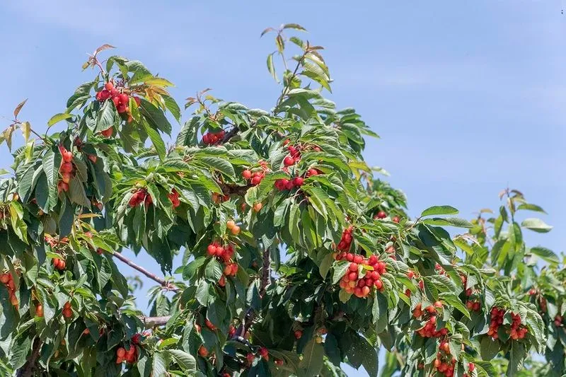 Fiesta de la Cereza en Sotoserrano