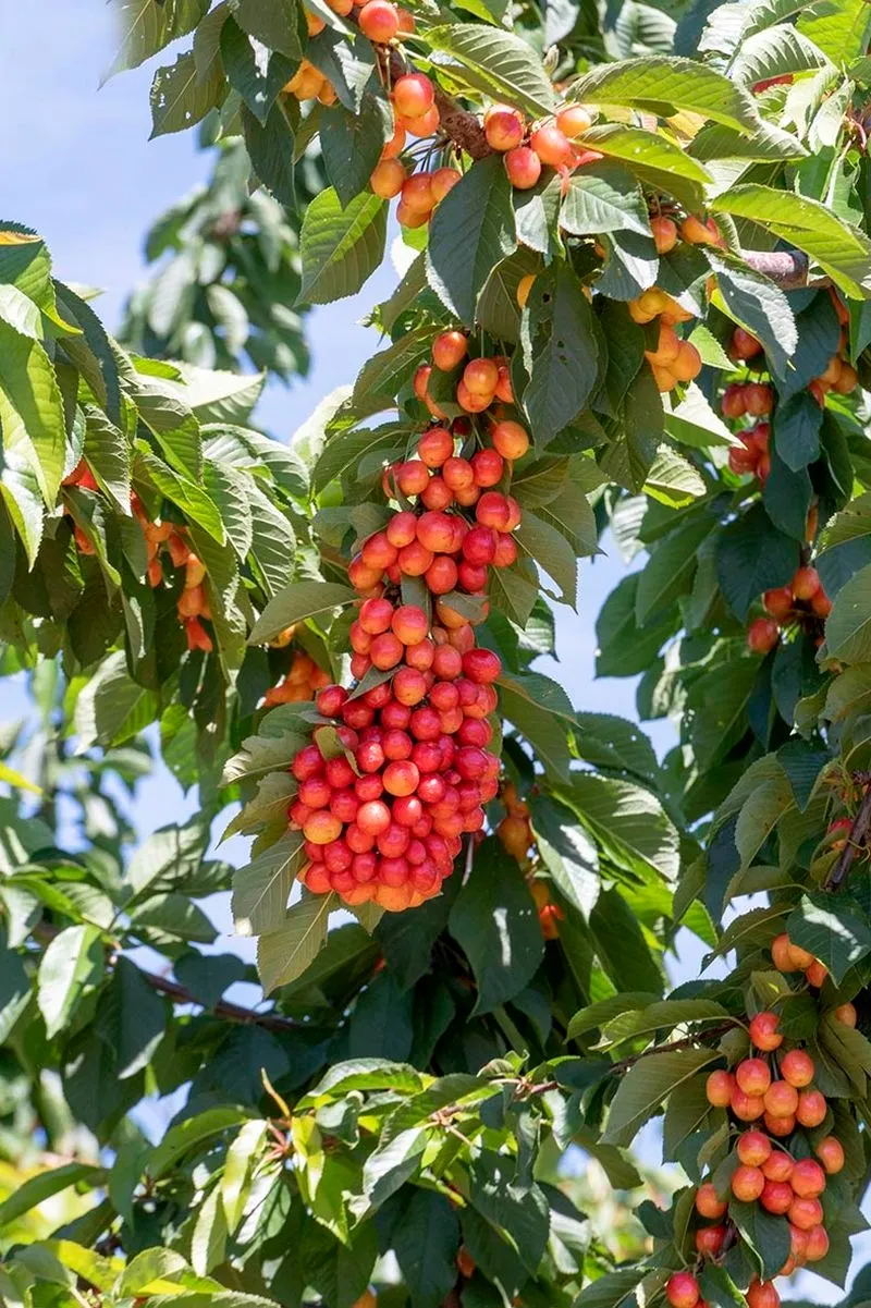 Fiesta de la Cereza en Sotoserrano