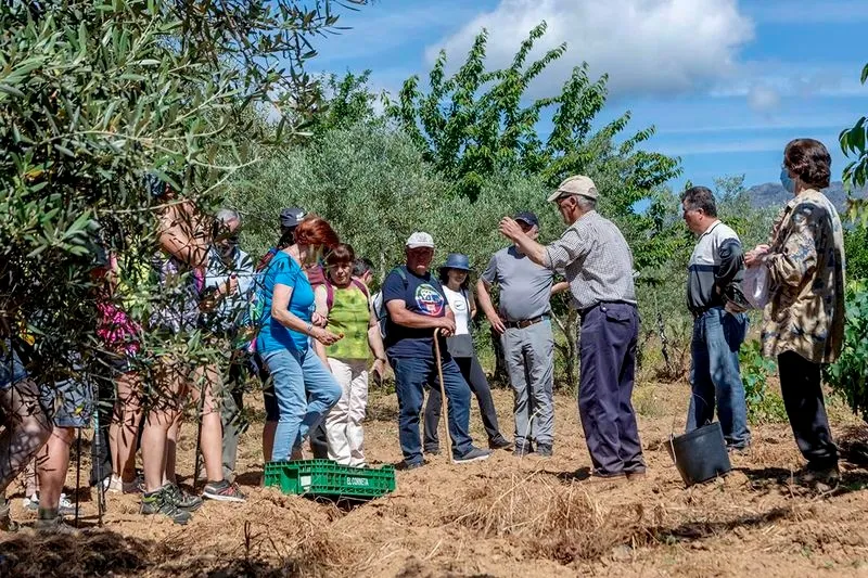 Fiesta de la Cereza en Sotoserrano