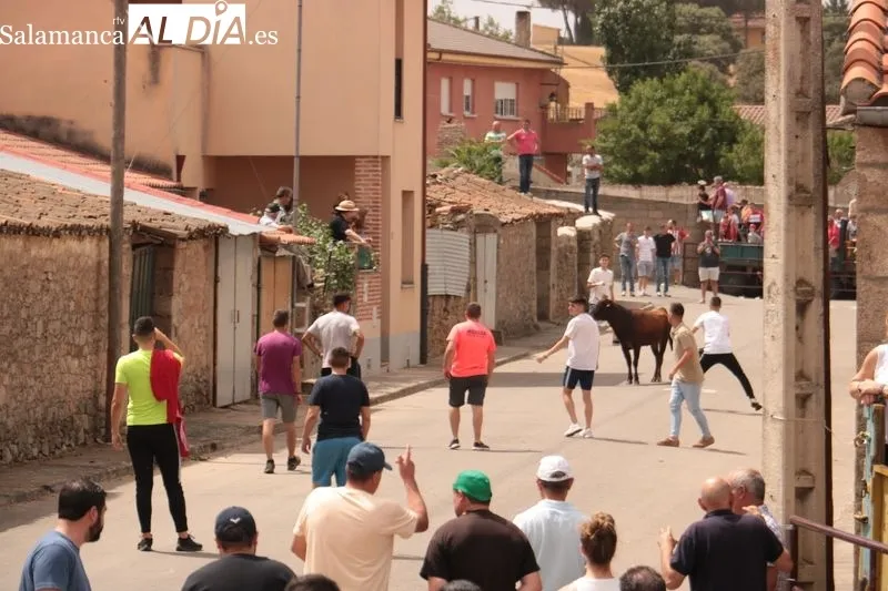 Entretenido encierro con vacas de Rollanejo en El Cubo de Don Sancho