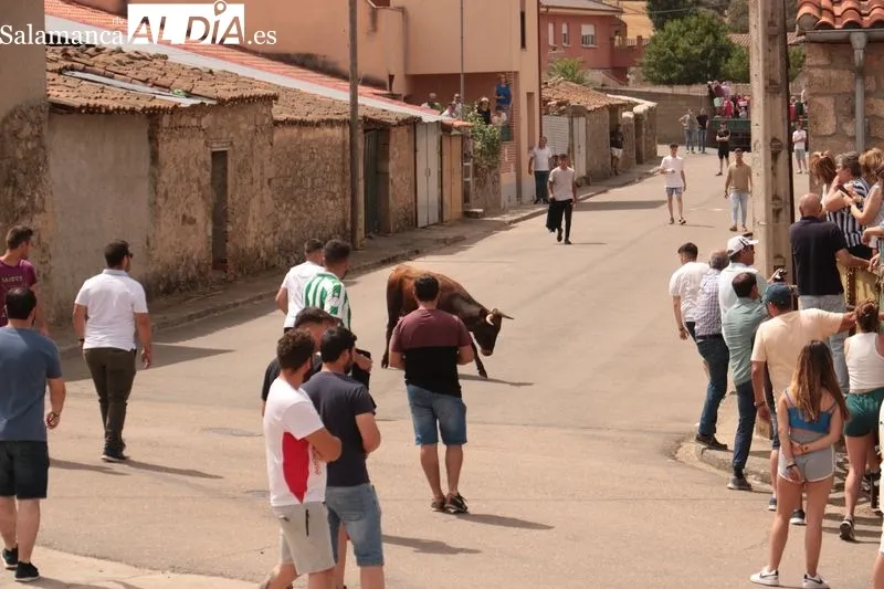 Entretenido encierro con vacas de Rollanejo en El Cubo de Don Sancho