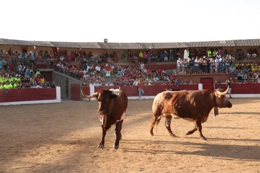 Divertida charlotada de la peña Desnivel y bonito encierro de Barcial en la capea / CORRAL