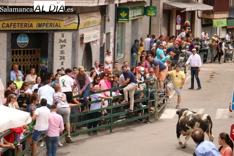 Encierro tradicional de este domingo, último día de las fiestas del Corpus en Vitigudino