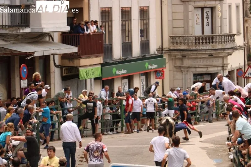 Encierro tradicional de este domingo, último día de las fiestas del Corpus en Vitigudino