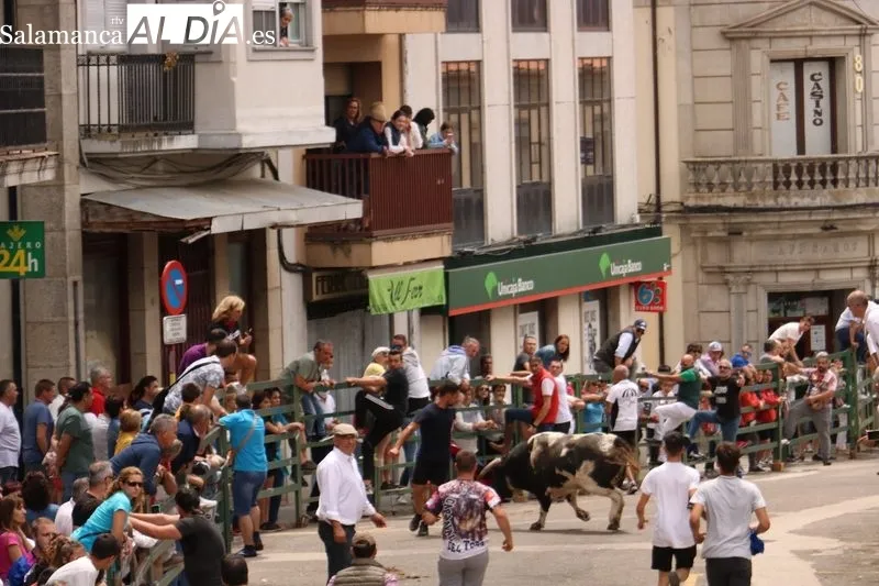 Encierro tradicional de este domingo, último día de las fiestas del Corpus en Vitigudino