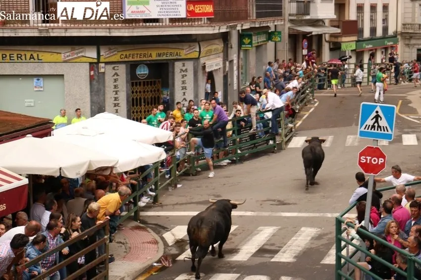 Toro fin de Corpus en Vitigudino / CORRAL