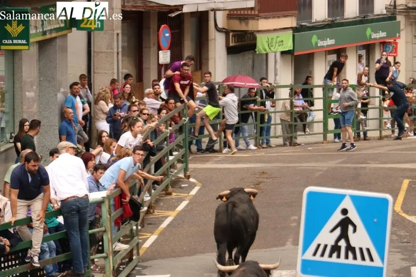 Toro fin de Corpus en Vitigudino / CORRAL