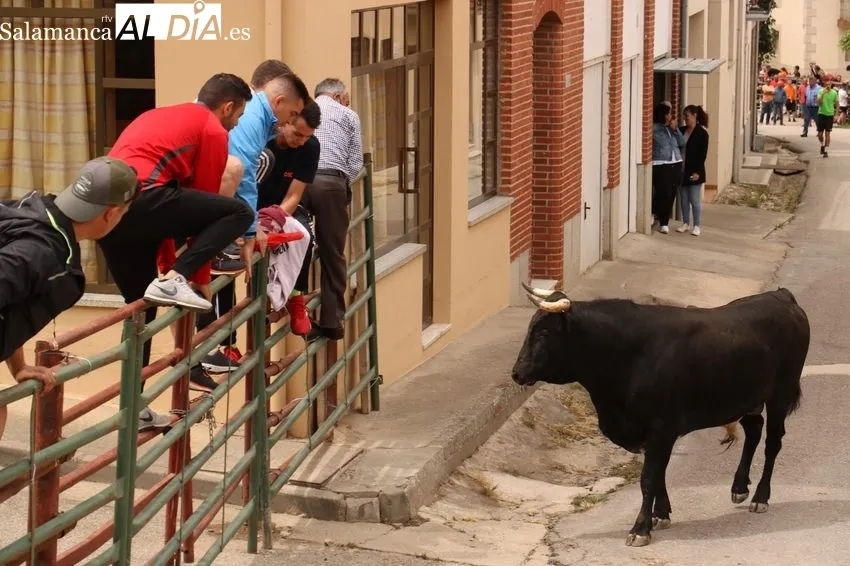 Encierro del Toro de Cajón de Hinojosa de Duero 