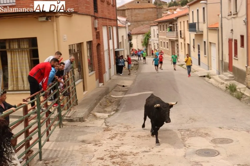 Encierro del Toro de Cajón de Hinojosa de Duero 