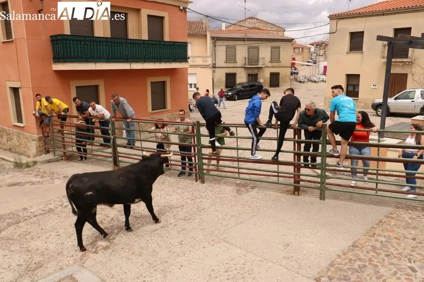 Encierro del Toro de Cajón de Hinojosa de Duero 