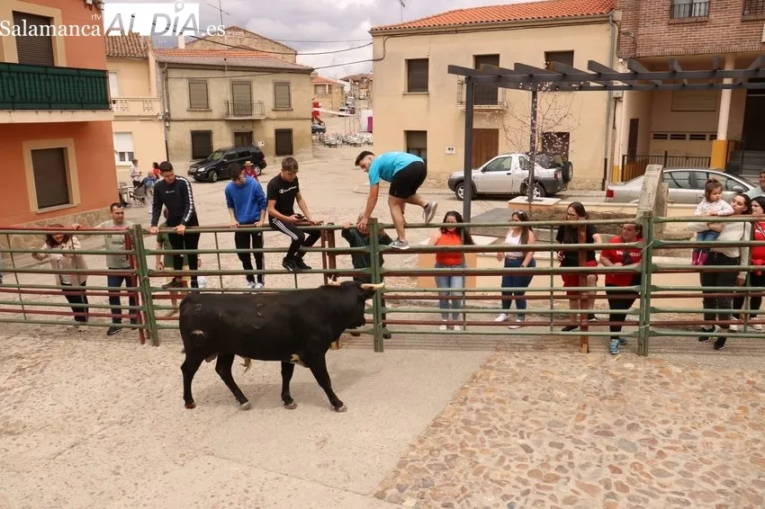 Encierro del Toro de Cajón de Hinojosa de Duero 